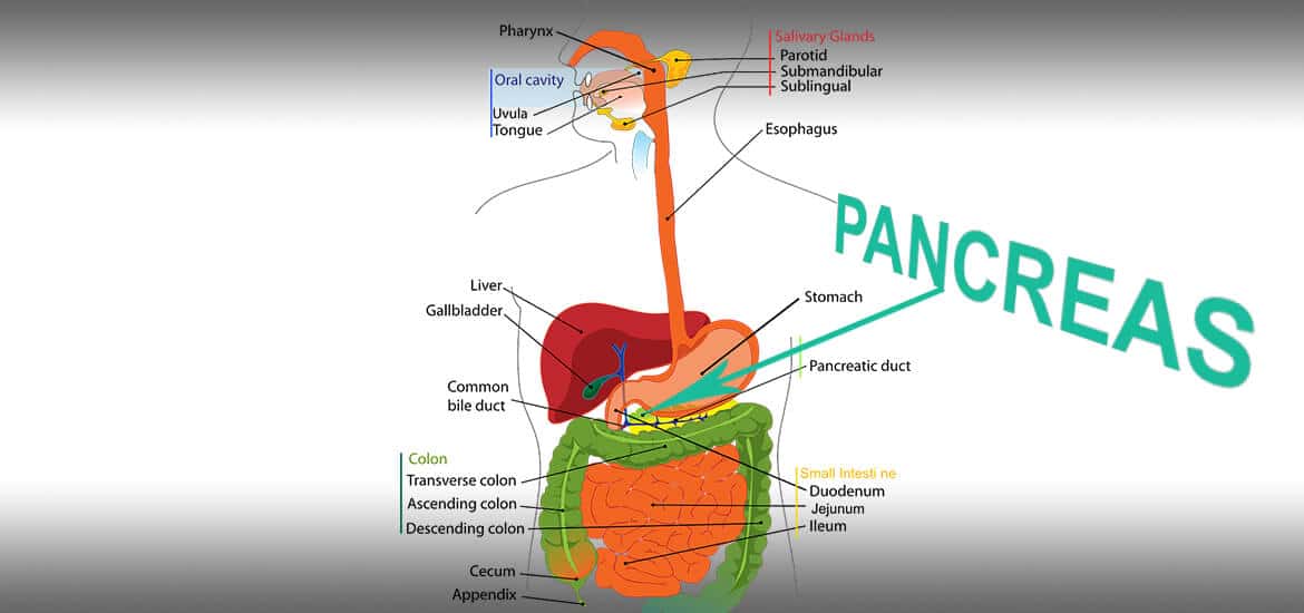 pancreas-and diabetes